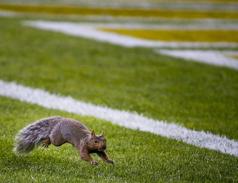 A squirrel can't quite find the end zone before the game.