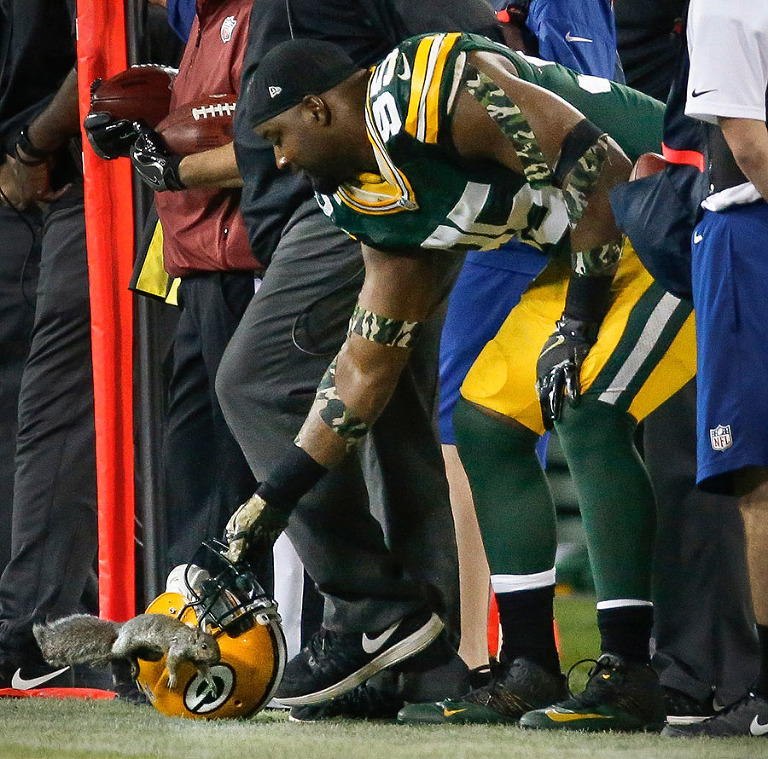Green Bay Packers defensive end Datone Jones tries to catch a squirrel that ran out on to the field in his helmet.